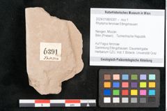 Foto (Objekt + Etikett) von Rhytisma feroniae Ettingshausen (NHMW-GEO-2024-0188-6391)